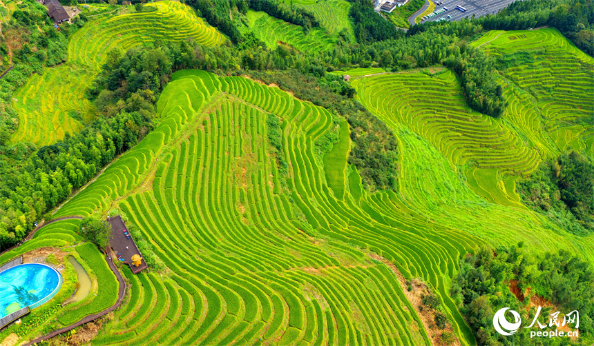 贛州市崇義縣上堡鄉，梯田層層疊疊，鄉村秋日風景如畫。人民網記者 朱海鵬攝