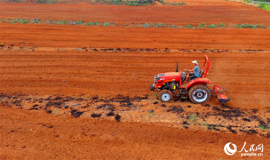 宜春市上高县泗溪镇马岗村，村民在翻耕红土、播种藠头。人民网记者 朱海鹏摄