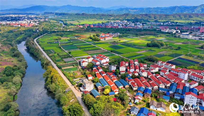 瑞金市葉坪鎮葉坪村，稻田由綠轉黃，稻谷陸續成熟，與錯落的房舍、蜿蜒的村道相映如畫。人民網記者 朱海鵬攝