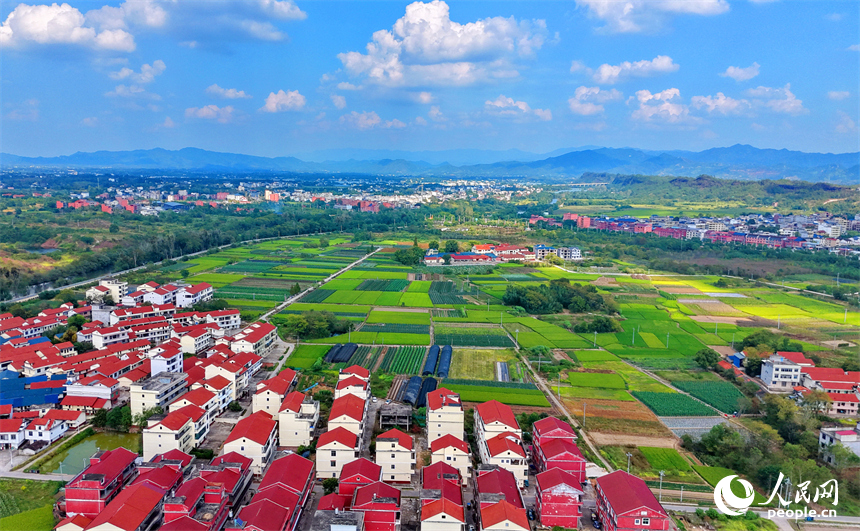 瑞金市葉坪鎮葉坪村，稻田由綠轉黃，稻谷陸續成熟，與錯落的房舍、蜿蜒的村道相映如畫。人民網記者 朱海鵬攝