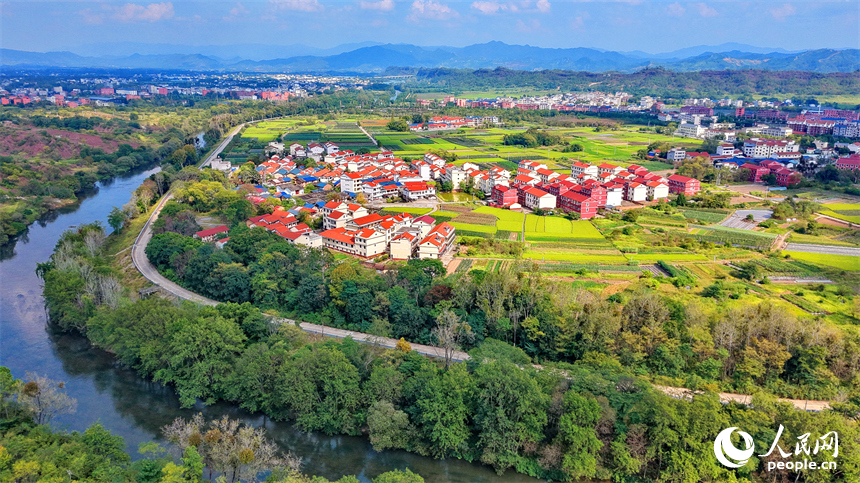 瑞金市葉坪鎮葉坪村，稻田由綠轉黃，稻谷陸續成熟，與錯落的房舍、蜿蜒的村道相映如畫。人民網記者 朱海鵬攝