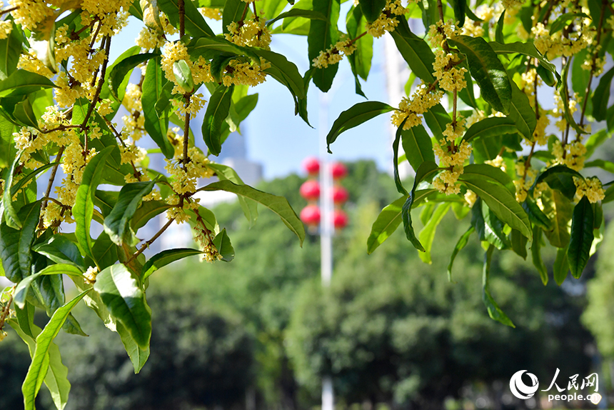 連日來，南昌市紅谷灘區贛江大道兩側的桂花競相綻放。人民網記者 時雨攝
