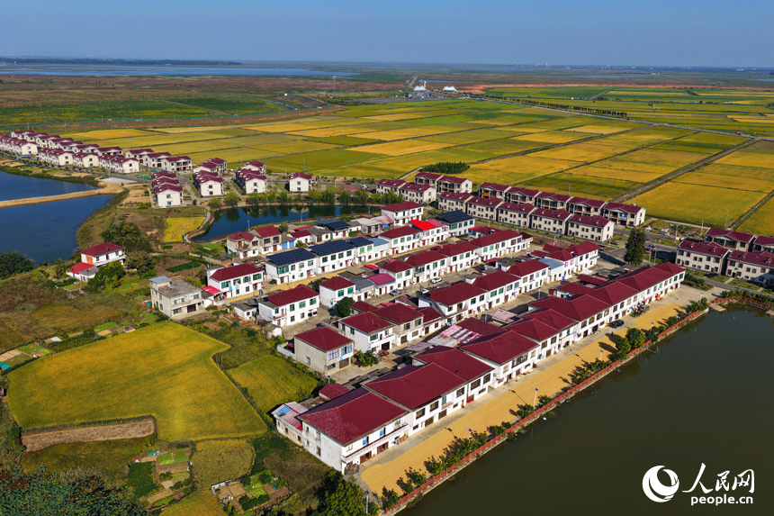 航拍永修縣鄱湖村，民居依水而建，與連片稻田相映成景。人民網記者 毛思遠攝
