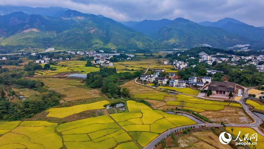 安遠縣鳳山鄉井丘村，阡陌縱橫、房屋錯落，青山與田園交相輝映，勾勒出一幅豐收畫卷。人民網記者 朱海鵬攝