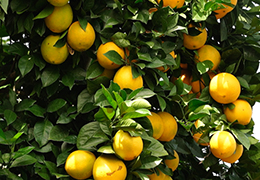 贛南今朝更好看丨產業路通到果園，助力贛南臍橙走出大山
