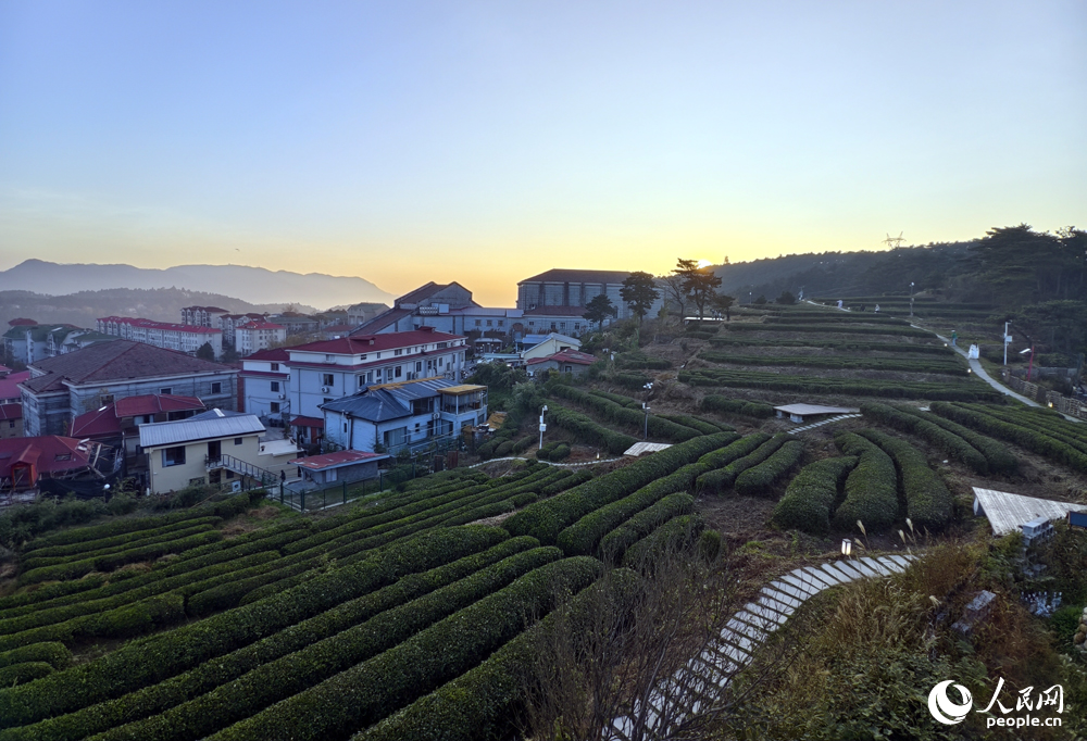 江西九江廬山海拔1200米處的“此山茶敞”上，翠綠茶壟依山勢蜿蜒起伏。人民網記者 時雨攝