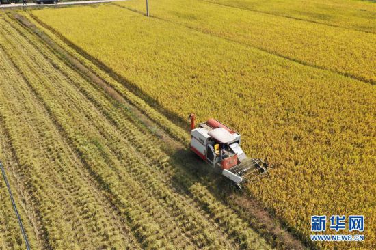 （經濟）（5）江西萬載：高產稻田迎來豐收季