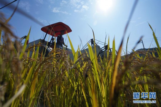 （經濟）（3）江西萬載：高產稻田迎來豐收季
