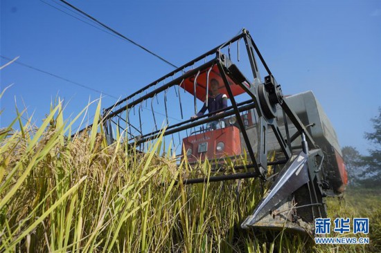 （經濟）（6）江西萬載：高產稻田迎來豐收季