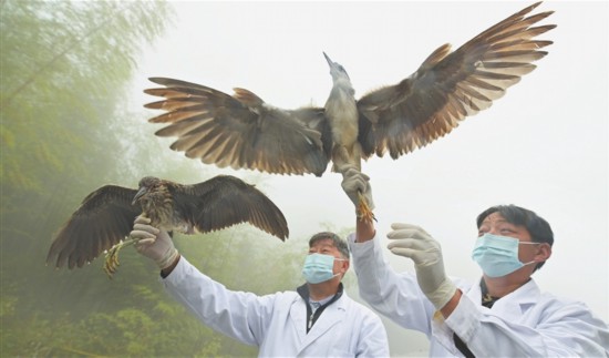 10月12日，曾昭明（左）、曾宪财父子将科研环志后的鹭鸟放归大自然。