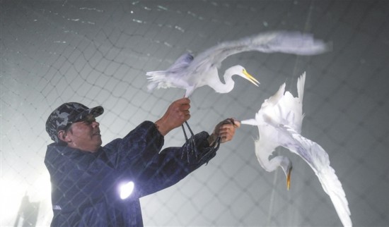 曾宪财在万鸟岭科研网场捕到两只白鹭。