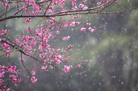 梅花迎雪盛開。晏君攝